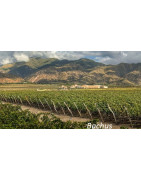 Cafayate Dolina Calchaqui Argentyna - Regiony Winiarskie - Sklep z Winem Bachus