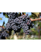Tannat Wina - Szczepy Win - Sklep z Winem Bachus
