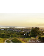 Neusiedlersee Wina Austriackie - Regiony Winiarskie - Sklep z Winem Bachus