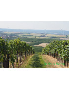Carnuntum Wina Austriackie - Regiony Winiarskie - Sklep z Winem Bachus