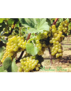 Pinot Blanc - Szczepy Win - Sklep z Winem Bachus