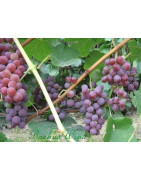 Traminer - Szczepy Win - Sklep z Winem Bachus
