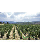 Libańska Dolina Bekaa - Regiony Winiarskie - Sklep z Winem Bachus