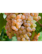 Verdicchio Marche - Szczepy Win - Sklep z Winem Bachus