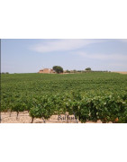 Jumilla Hiszpania - Regiony Winiarskie - Sklep z Winem Bachus
