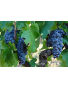 Nerello Mascalese - Szczepy Win - Sklep z Winem Bachus