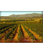 San Juan Argentyna - Regiony Winiarskie - Sklep z Winem Bachus