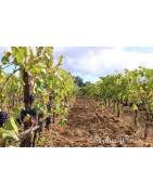 Calabria Kalabria - Regiony Winiarskie - Sklep z Winem Bachus