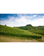 Friuli-Venezia Giulia - Regiony Winiarskie - Sklep z Winem Bachus