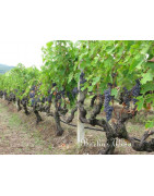 Peloponez Wina z Grecji - Regiony Winiarskie - Sklep z Winem Bachus