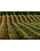 Algarve Wina Portugalskie - Regiony Winiarskie - Sklep z Winem Bachus
