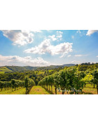 Bairrada Wina Portugalskie - Regiony Winiarskie - Sklep z Winem Bachus