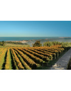 Colares Wina Portugalskie - Regiony Winiarskie - Sklep z Winem Bachus