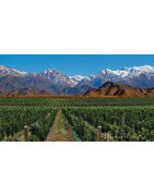 Cachapoal Valley Wine Chile - Regiony Winiarskie - Sklep z Winem Bachus