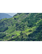 Lombardy Wine - Regiony Winiarskie - Sklep z Winem Bachus