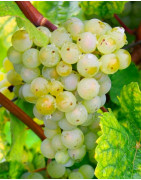 Falanghina wina