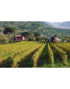 Irpinia Wine