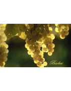 Alvarinho - Abarino - Szczepy Win - Sklep z Winem Bachus