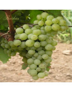Chardonnay - Szczepy Win - Sklep z Winem Bachus