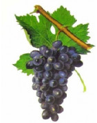 Cinsault - Cinsaut - Szczepy Win - Sklep z Winem Bachus