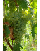 Vermentino - Szczepy Win - Sklep z Winem Bachus