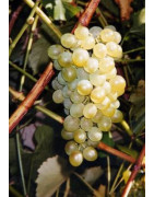 Terret Gris Terret Blanc - Szczepy Win - Sklep z Winem Bachus