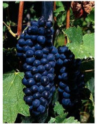 Syrah - Shiraz - Szczepy Win - Sklep z Winem Bachus