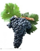 Tempranillo - Szczepy Win - Sklep z Winem Bachus