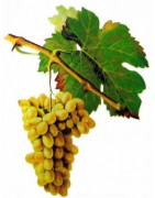 Clairette - Szczepy Win - Sklep z Winem Bachus