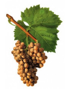 Grenache Blanc - Szczepy Win - Sklep z Winem Bachus