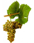 Viognier - Szczepy Win - Sklep z Winem Bachus