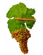 Marsanne - Szczepy Win - Sklep z Winem Bachus