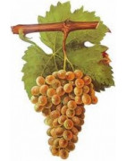 Picpoul Blanc - Szczepy Win - Sklep z Winem Bachus