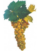 Muscat Blanc - Szczepy Win - Sklep z Winem Bachus
