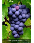 Cabernet Franc - Szczepy Win - Sklep z Winem Bachus