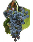 Petit Verdot - Szczepy Win - Sklep z Winem Bachus