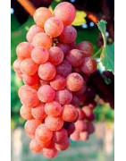 Sauvignon Gris - Szczepy Win - Sklep z Winem Bachus