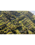 Liguria - Riwiera - Regiony Winiarskie - Sklep z Winem Bachus