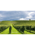 Lombardia - Franciacorta - Regiony Winiarskie - Sklep z Winem Bachus