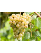 Moscato - Szczepy Win - Sklep z Winem Bachus