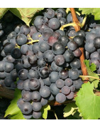 Zinfandel - Szczepy Win - Sklep z Winem Bachus
