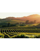 Napa County USA Wina - Regiony Winiarskie - Sklep z Winem Bachus