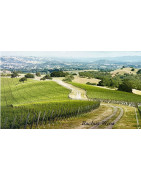 Central Coast USA Wina - Regiony Winiarskie - Sklep z Winem Bachus