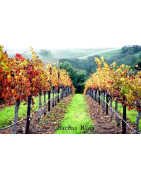 Monterey USA Wina - Regiony Winiarskie - Sklep z Winem Bachus