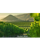 Central Valley USA Wina - Regiony Winiarskie - Sklep z Winem Bachus