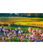 Oregon USA Wina - Regiony Winiarskie - Sklep z Winem Bachus