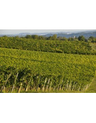 Côtes de Gascogne - Gaskonia - Regiony Winiarskie - Sklep z Winem Bachus