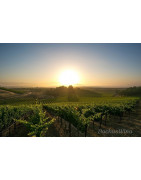 Russian River Valley USA - Regiony Winiarskie - Sklep z Winem Bachus