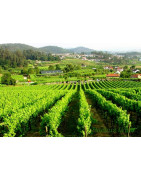 Vinho Verde - Regiony Winiarskie - Sklep z Winem Bachus