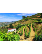 Minho Portugalia - Regiony Winiarskie - Sklep z Winem Bachus